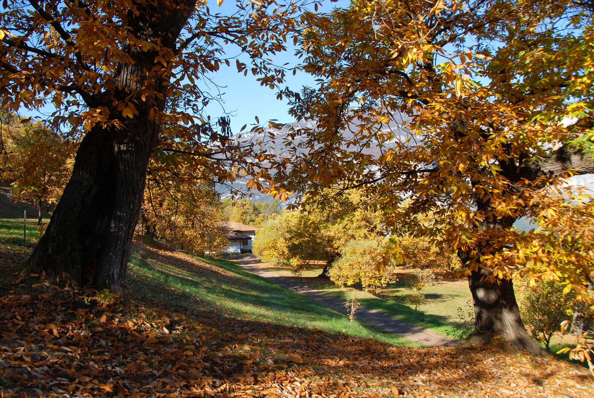Tenuta I Maroneri